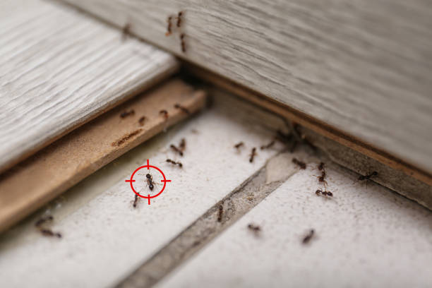 Best Termite Control Services  in Colfax, IL