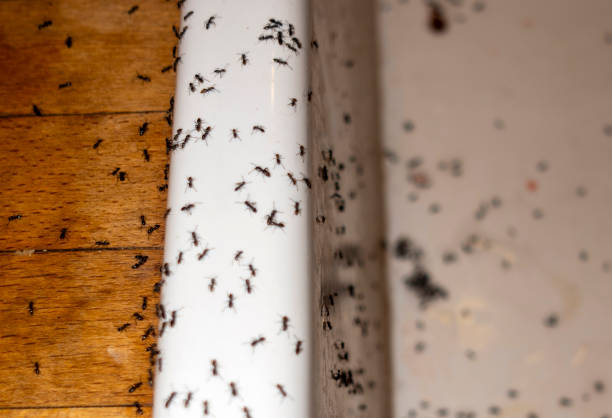 Best Wasp Removal Services  in Colfax, IL