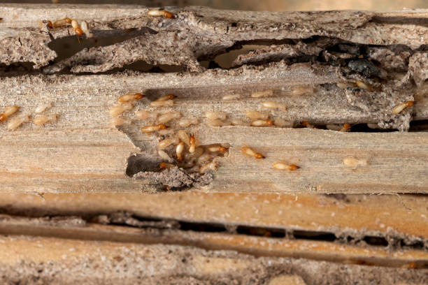 Best Emergency Pest Control  in Colfax, IL