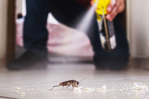 Wasp Removal Services in Colfax, IL