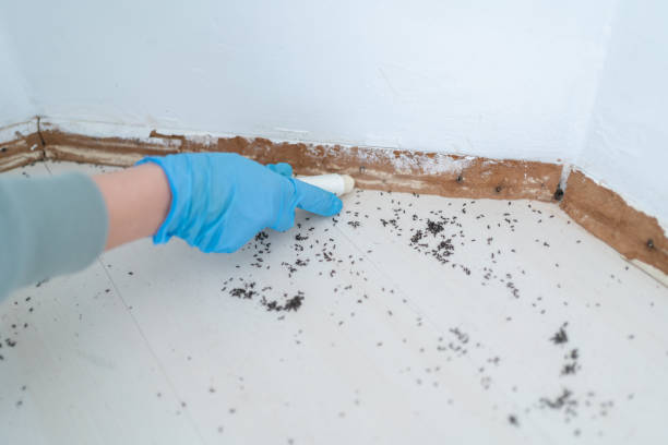 Reliable Colfax, IL Pest Control Solutions